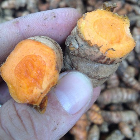 Fresh Turmeric - Rejoovenate