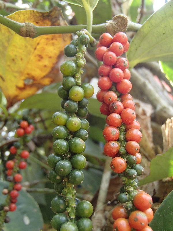 What makes Tellicherry Garbled Special Extra Bold Peppercorns special?