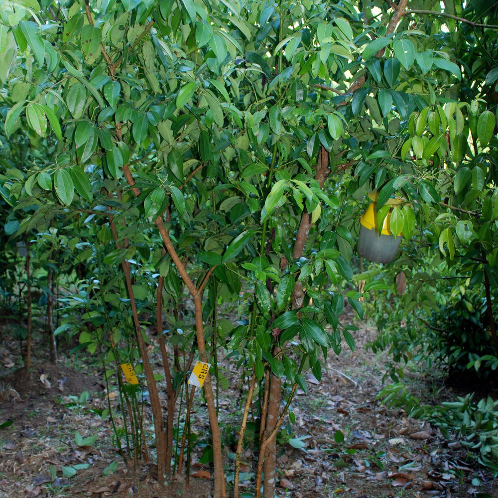 
                  
                    Ceylon Cinnamon or "True Cinnamon" - NEW Harvest
                  
                