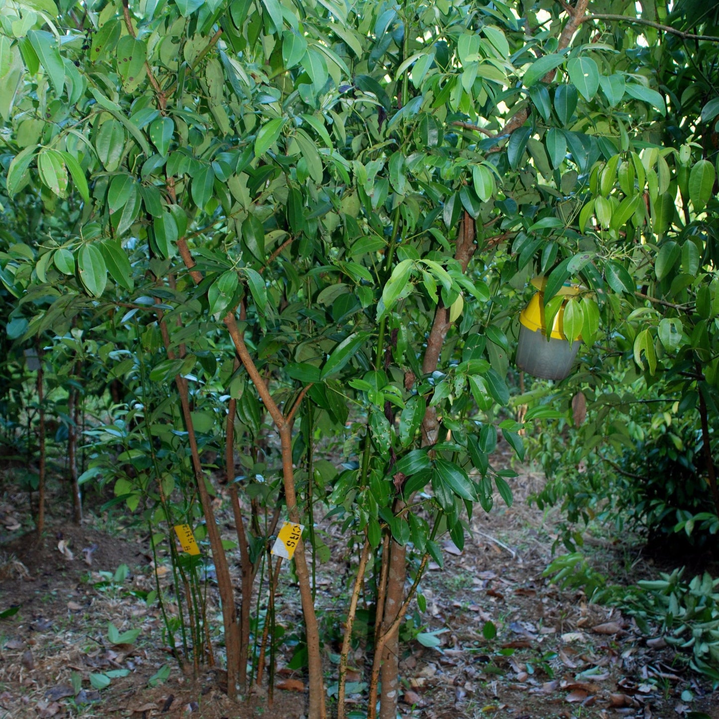 
                  
                    Ceylon Cinnamon or "True Cinnamon" - NEW Harvest
                  
                