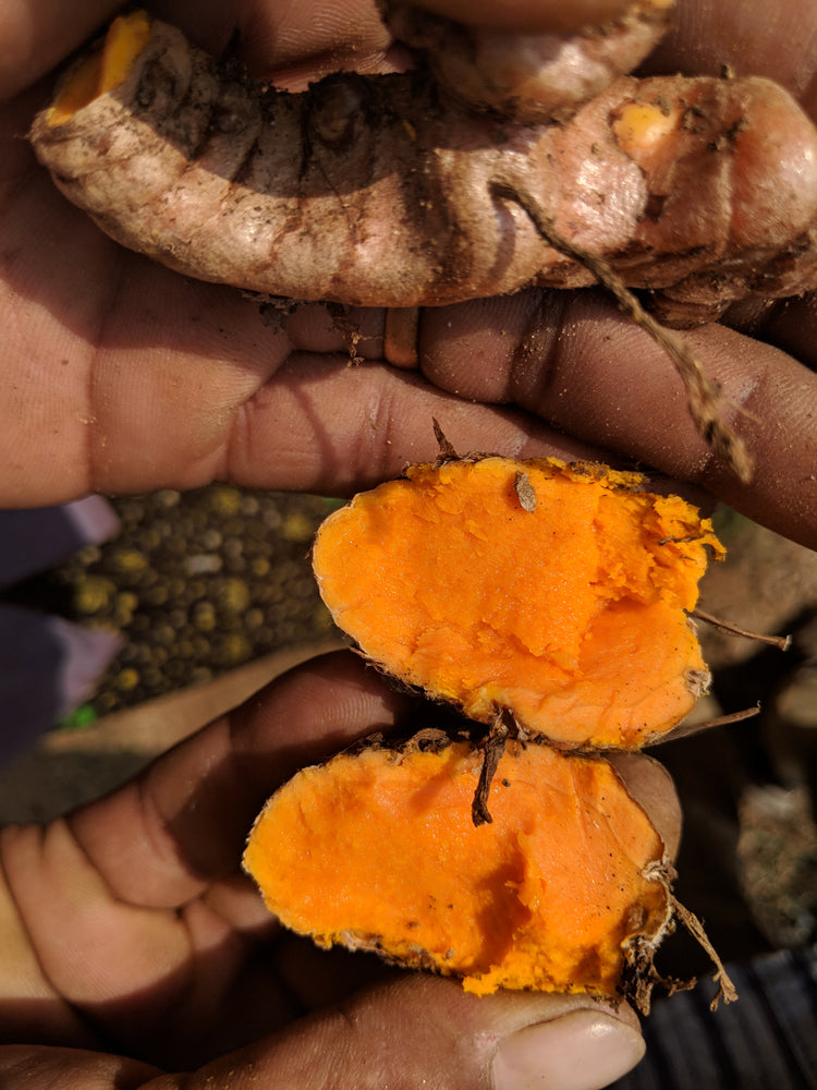 
                  
                    *NEW HARVEST* Turmeric - 4.0% Curcumin (2024)
                  
                