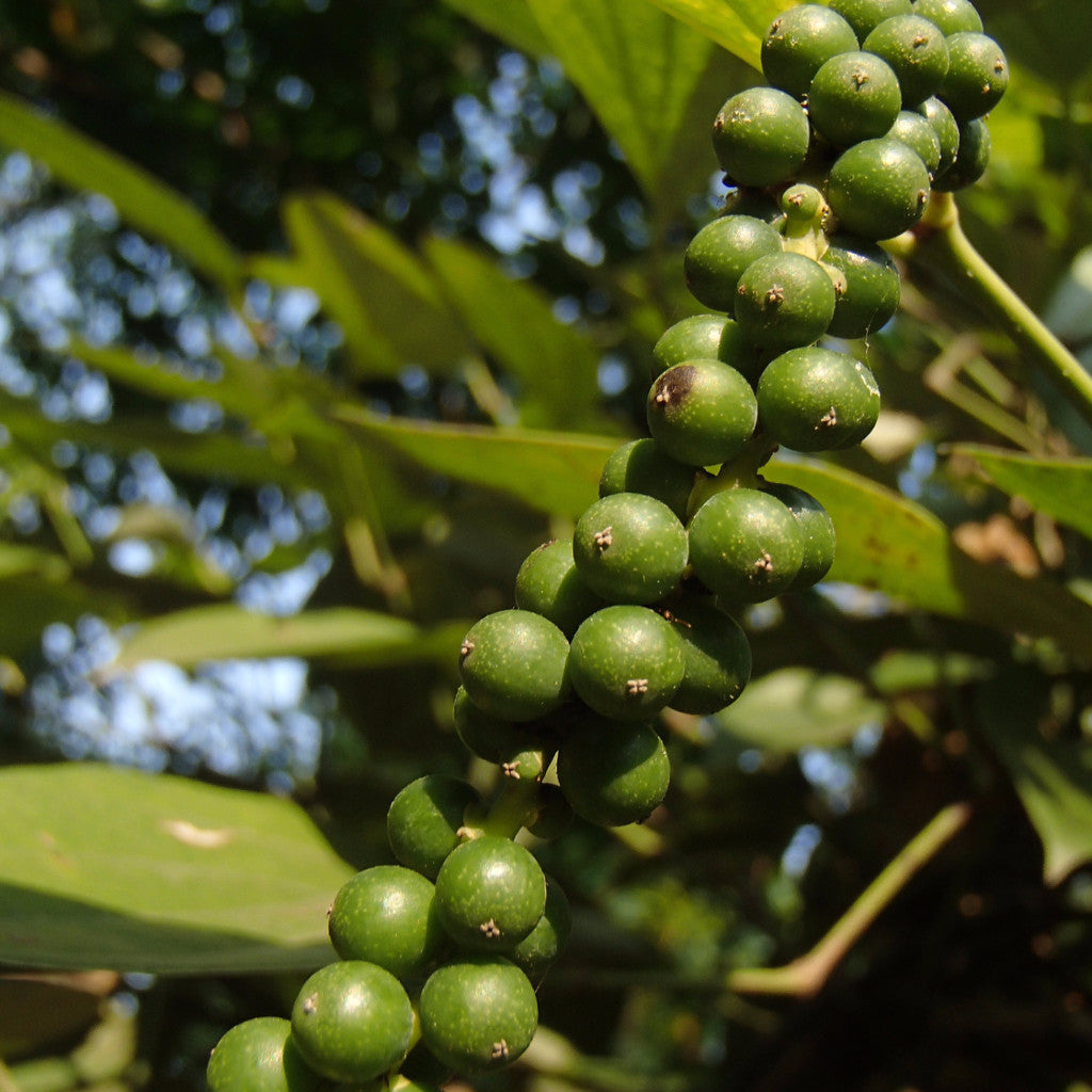 
                  
                    Organic Pepper on the vine - these immature green pepper berries will soon be harvested for making black pepper
                  
                