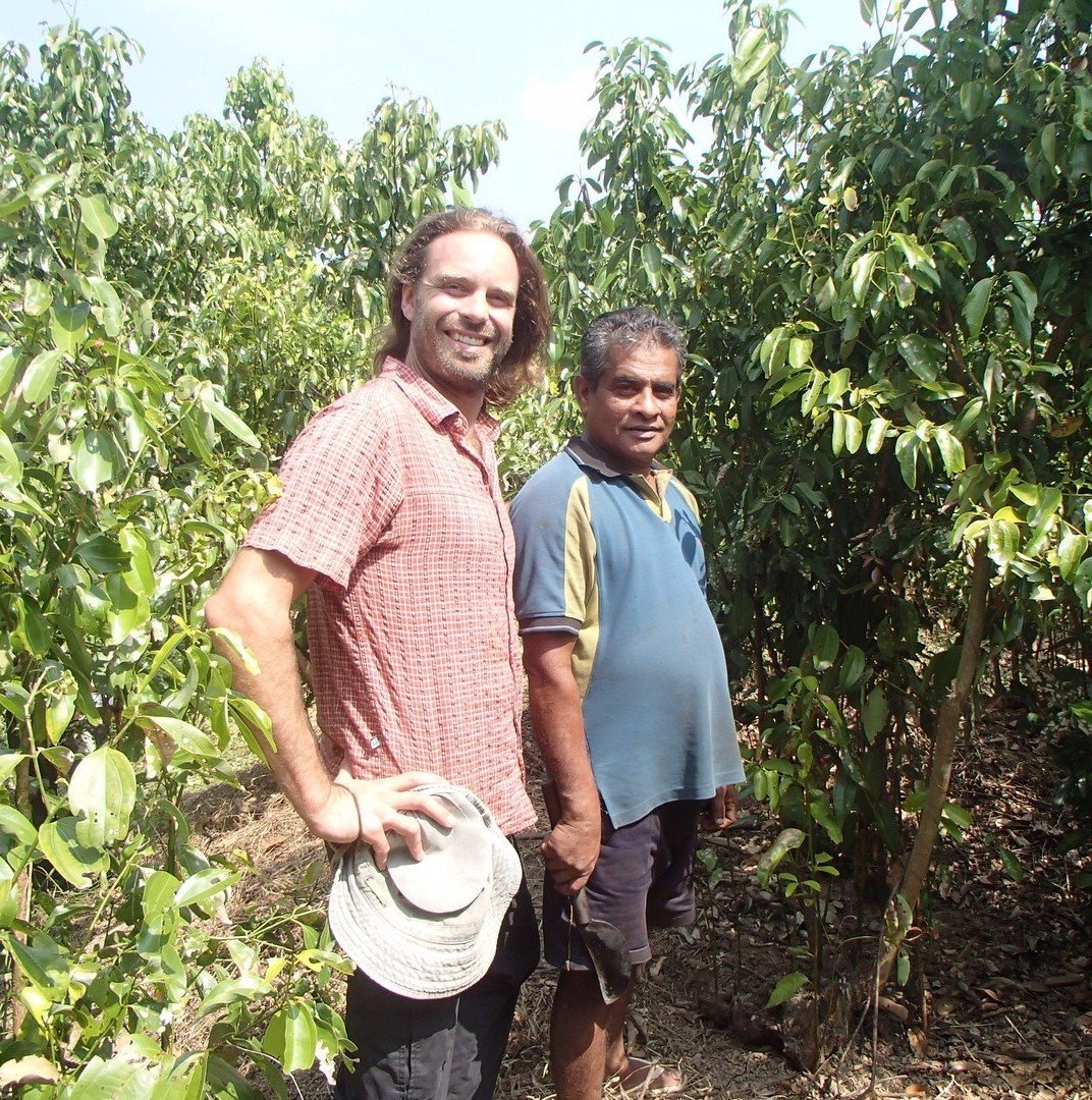 
                  
                    Ceylon Cinnamon or "True Cinnamon" - NEW Harvest
                  
                