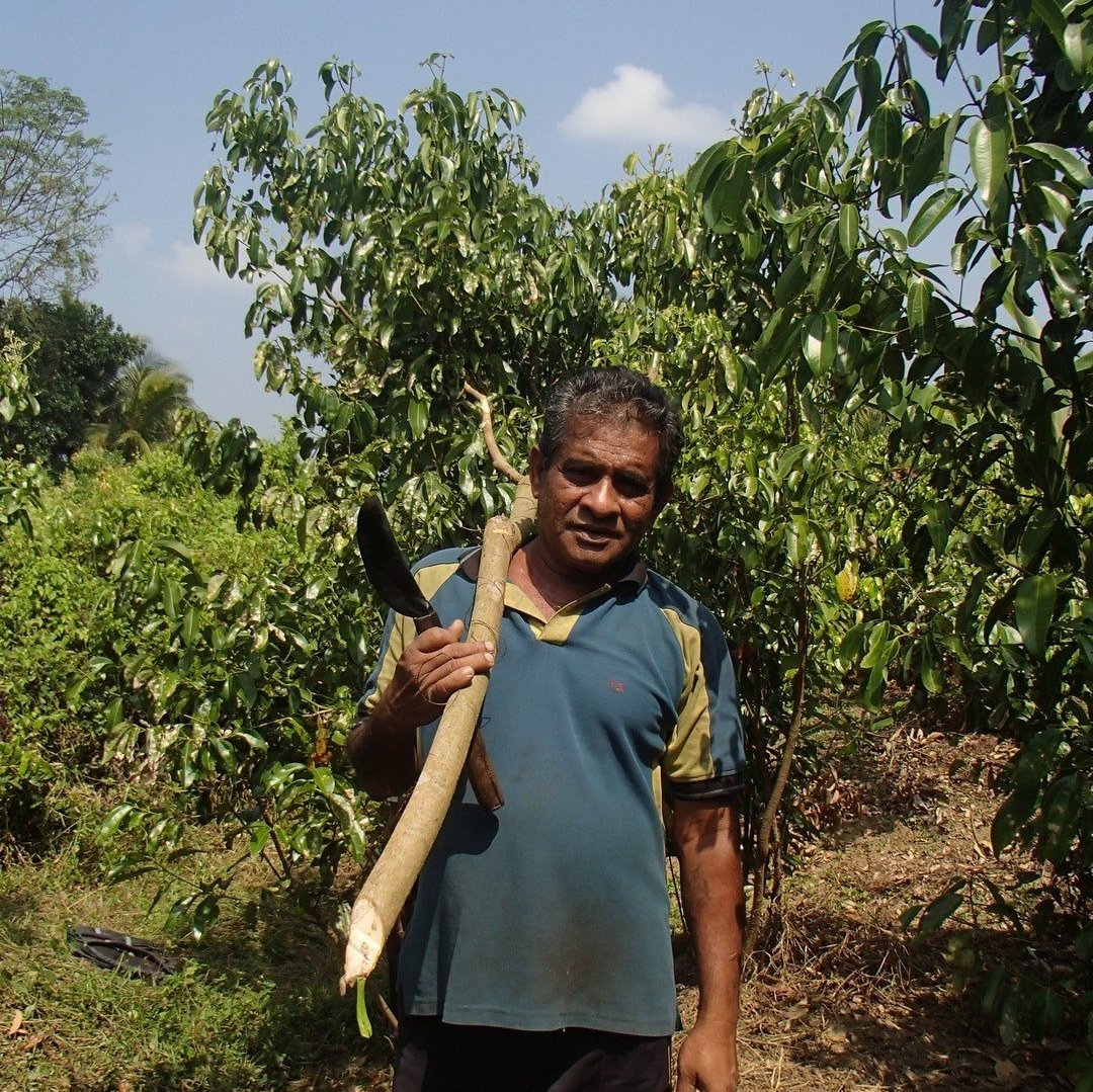 
                  
                    Ceylon Cinnamon or "True Cinnamon" - NEW Harvest
                  
                